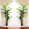 6ft Banana Tree in Black Pot with 27 Silk Leaves, Floral Home by Artificial Flowers